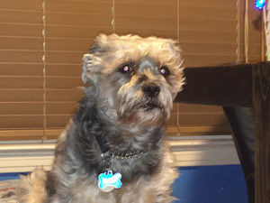 Meet your Posher, Samuel